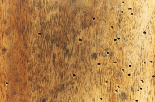 Повреждения древесины точильщиками - фото 3